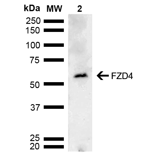  - FZD4 Antibody ASM10587